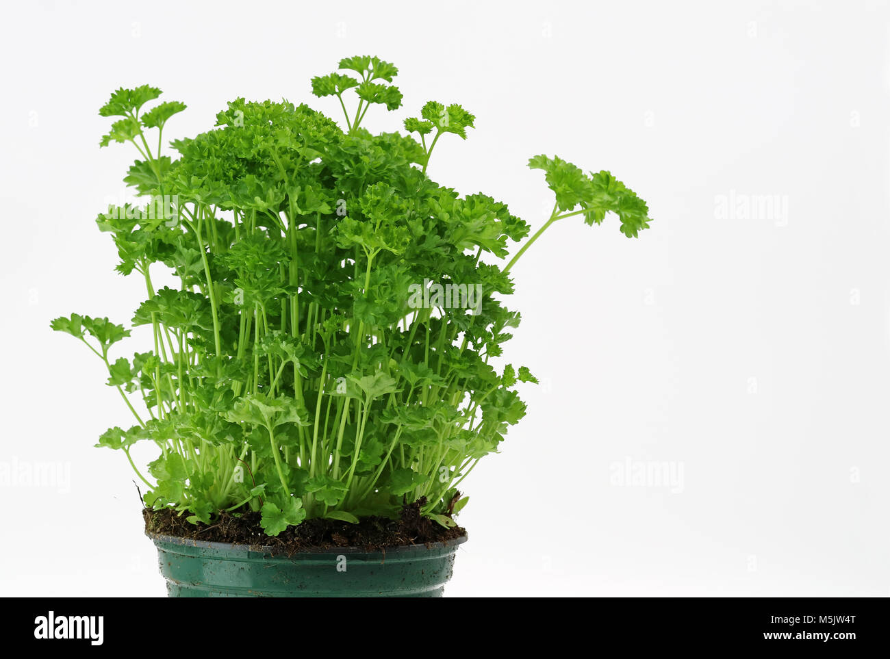 green parsley in a pot with copy space on white Stock Photo