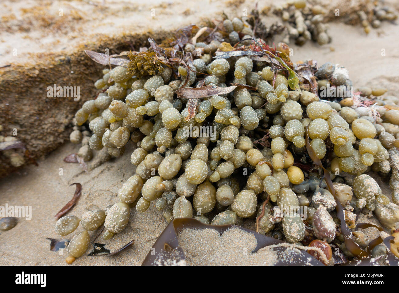 Seaweed formation Stock Photo