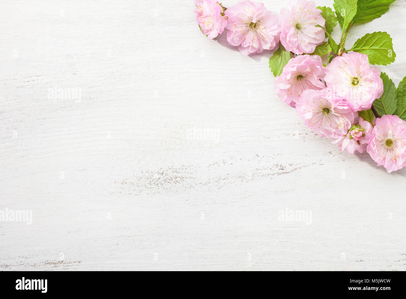 Branch of blossom Almond (Prunus triloba) on white wooden table. Stock Photo
