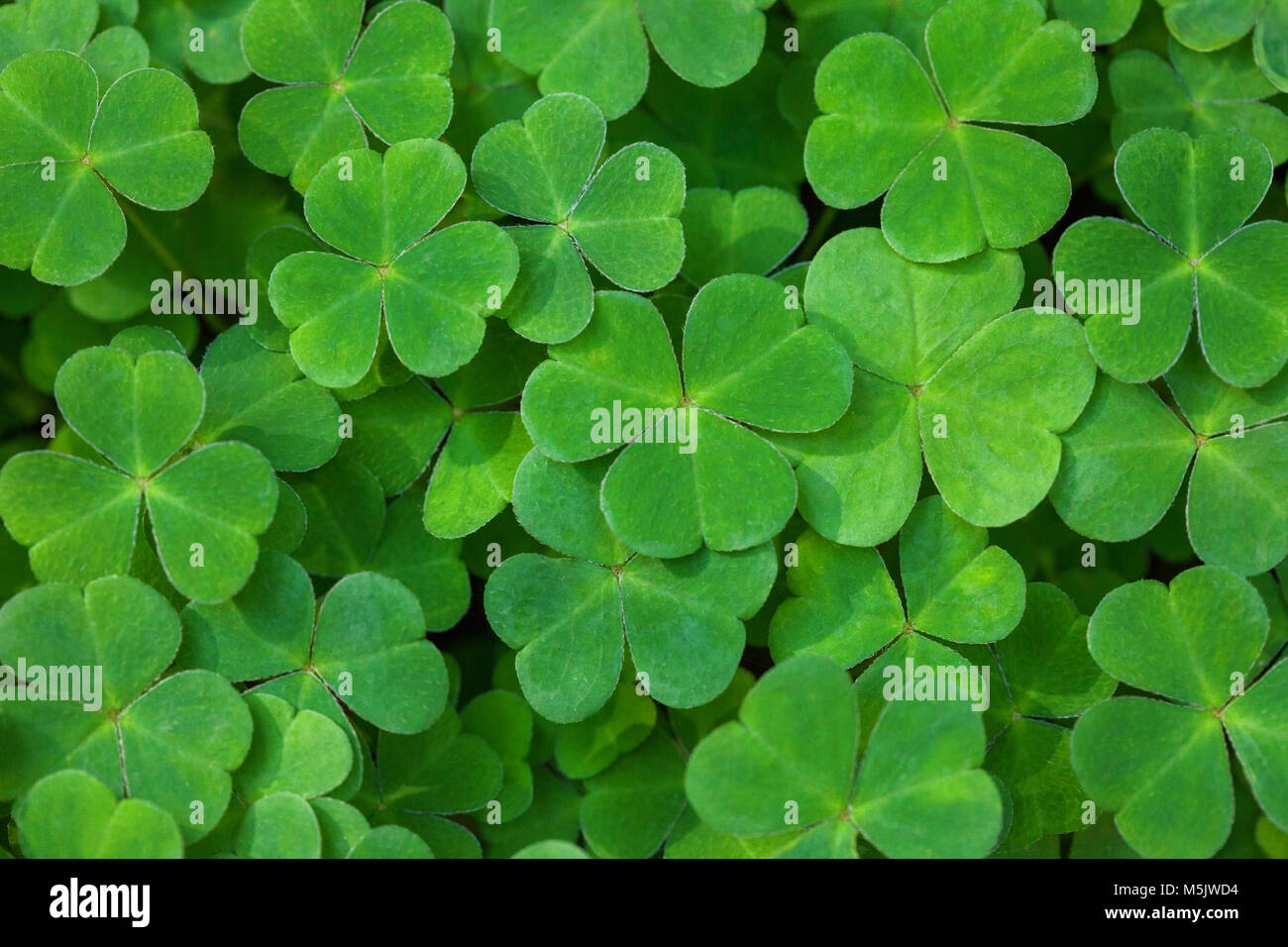 Green background with three-leaved shamrocks. St. Patrick's day holiday symbol.  Shallow DOF. Selective focus. Stock Photo