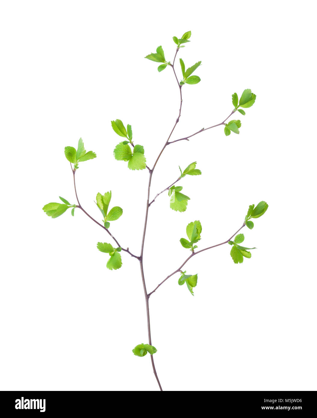 Branch with young green spring leaves isolated on white background ...