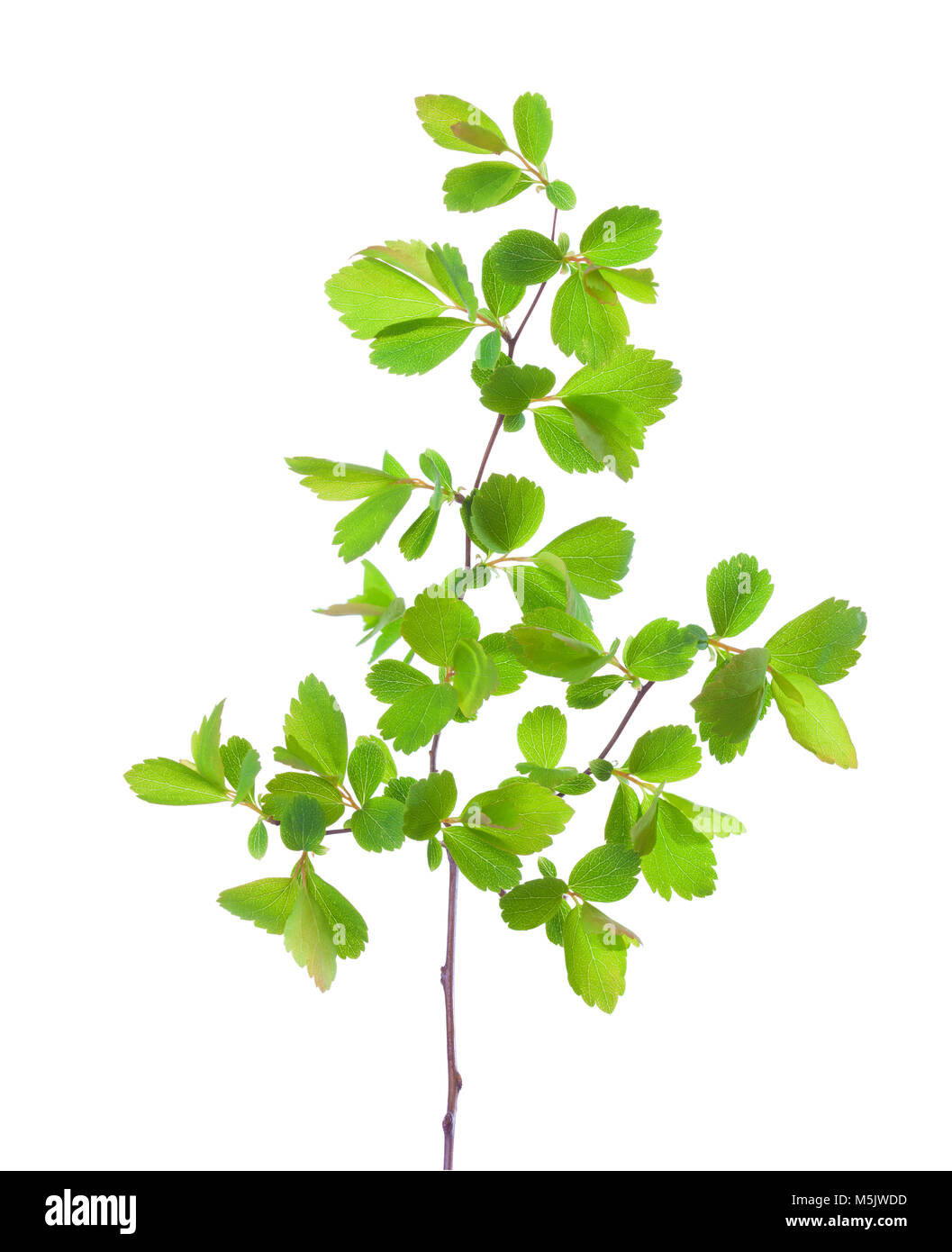 Branch with young green spring leaves isolated on white background ...