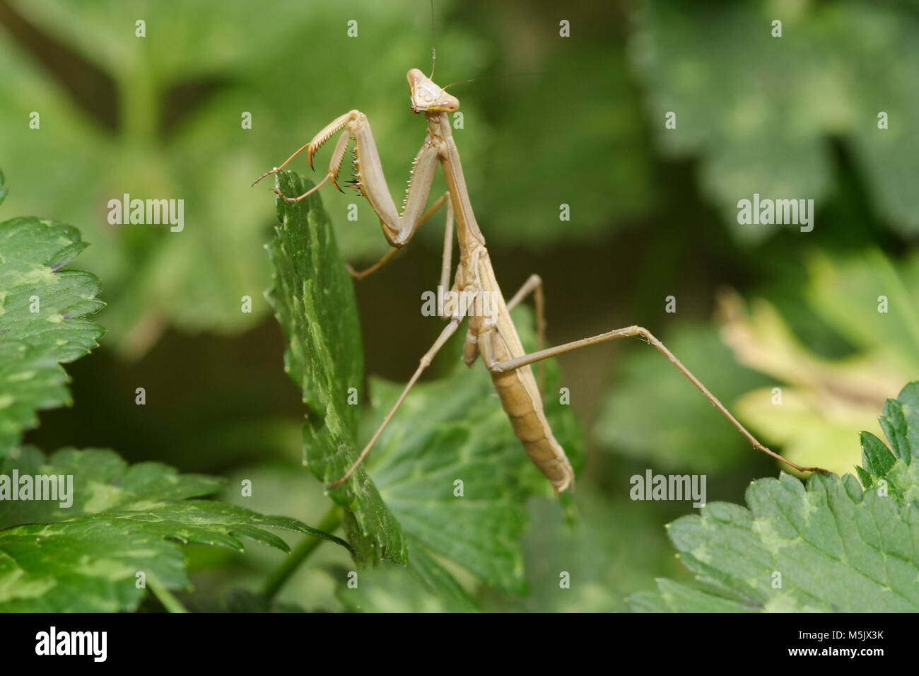 Brown Praying Mantis Stock Photo Alamy