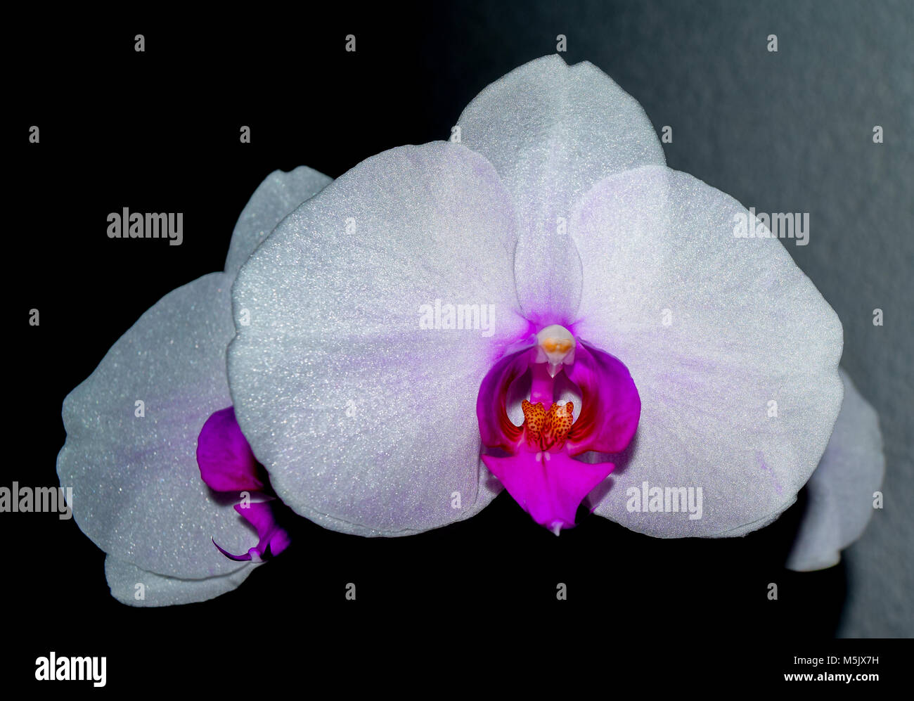 Beautiful white shiny orchid, flower is beautiful and shining in the light, pink inside Stock Photo