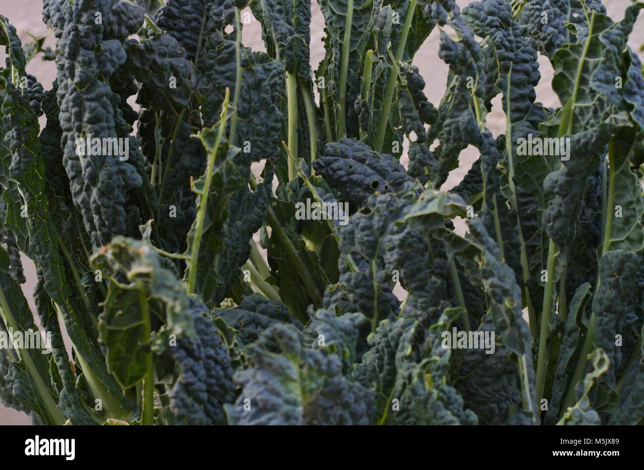 Tuscan kale ravaged by caterpillars. Stock Photo