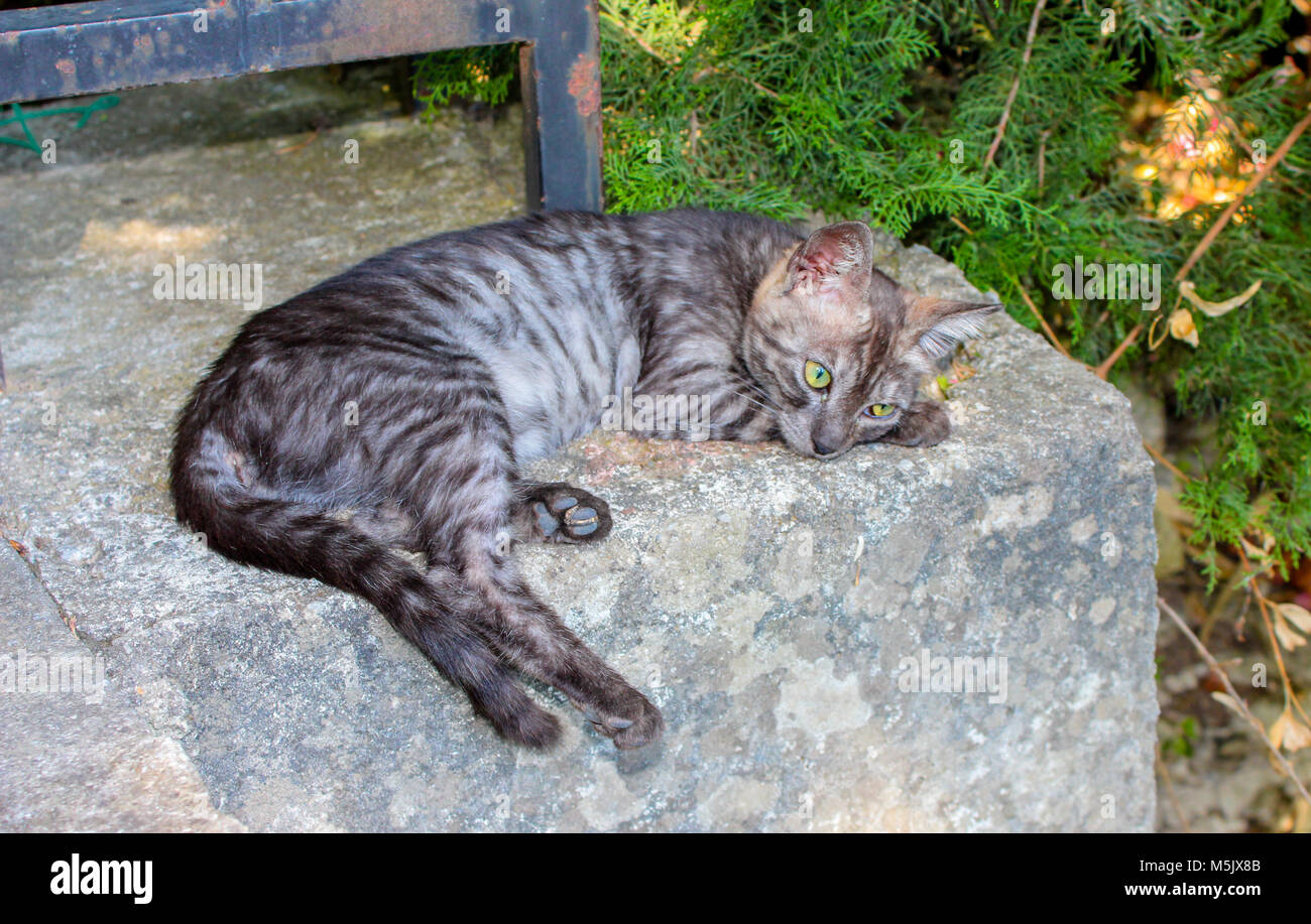 Cute baby cat lying on a wall relaxing Stock Photo