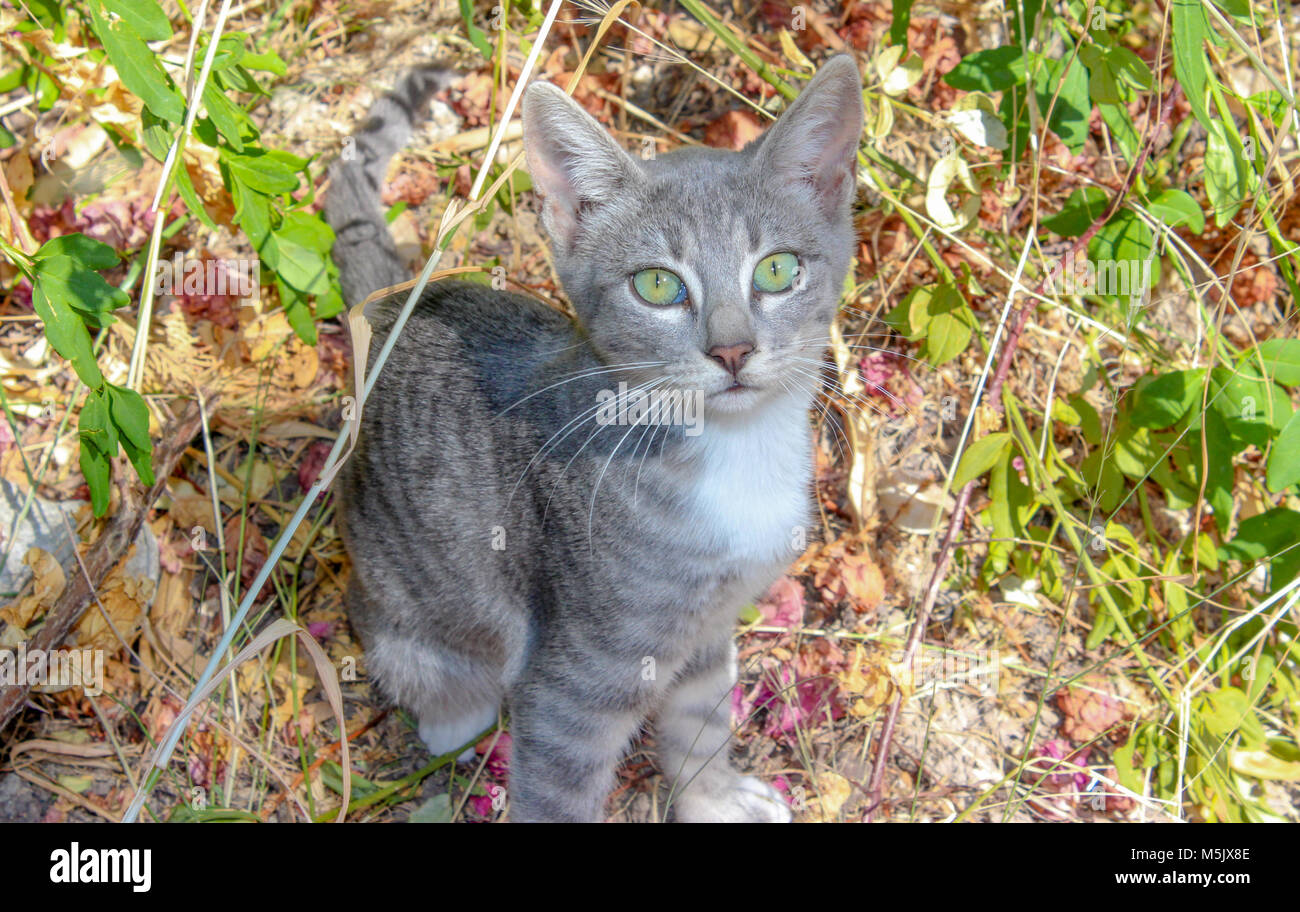 Cute baby cat sits between plants in grass Stock Photo
