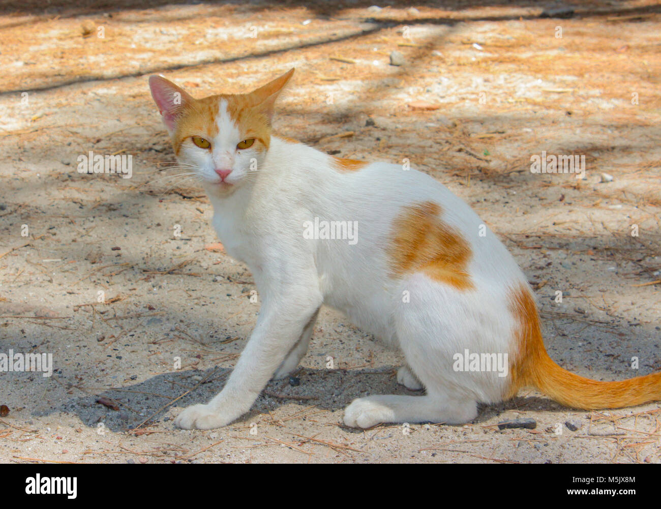 Cute white-orange Cat looking at us Stock Photo