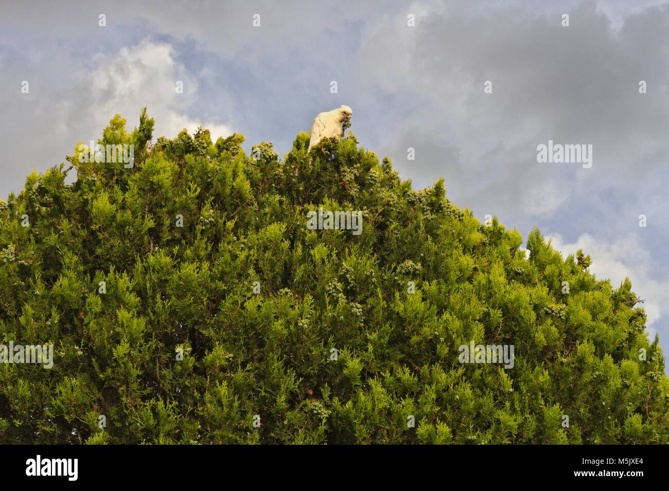 Little Corella, an Australian parrot, feeding on top of a tree, against a cloudy sky. Stock Photo