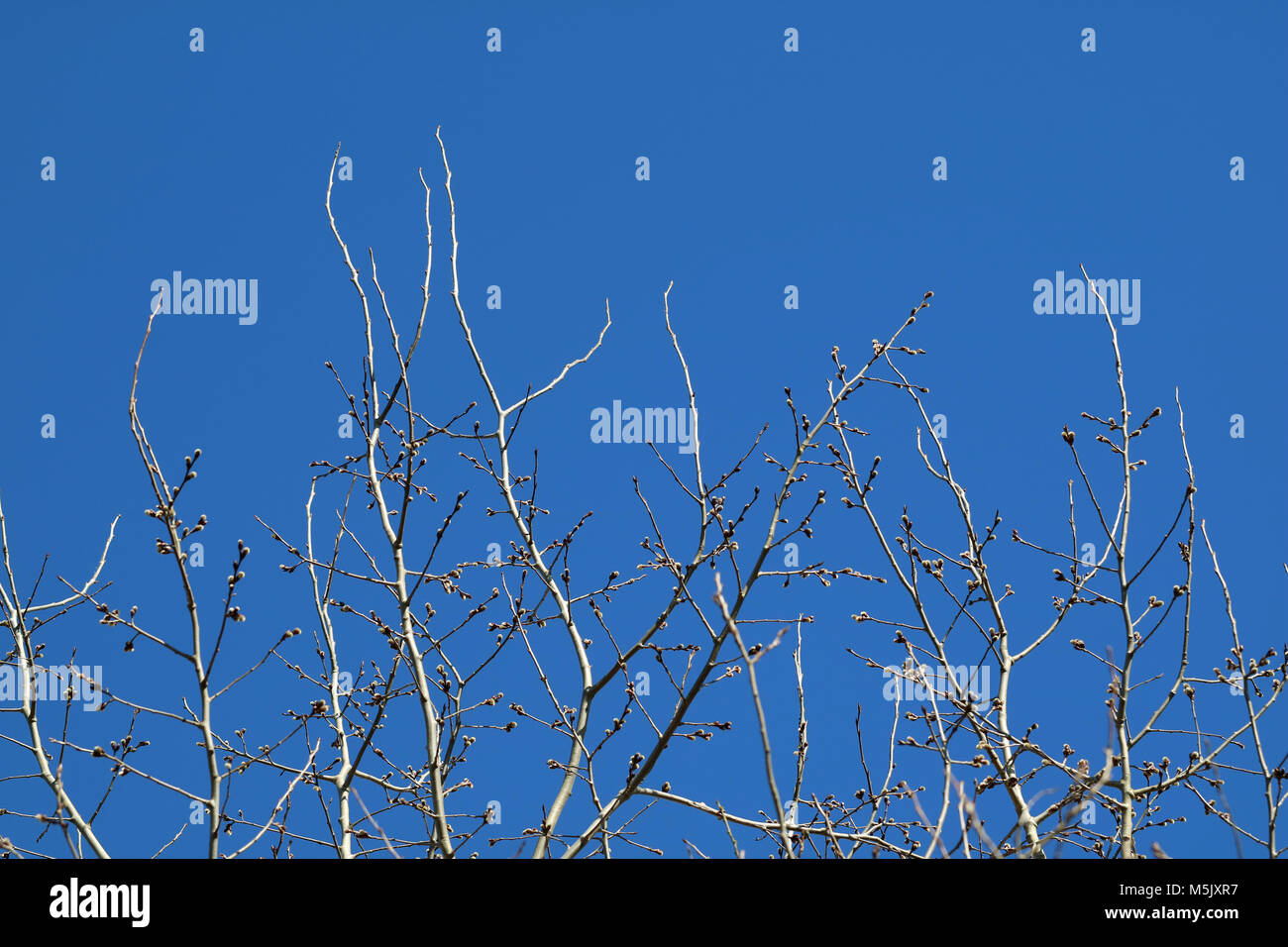Tree branch against blue sky with copy space for background Stock Photo