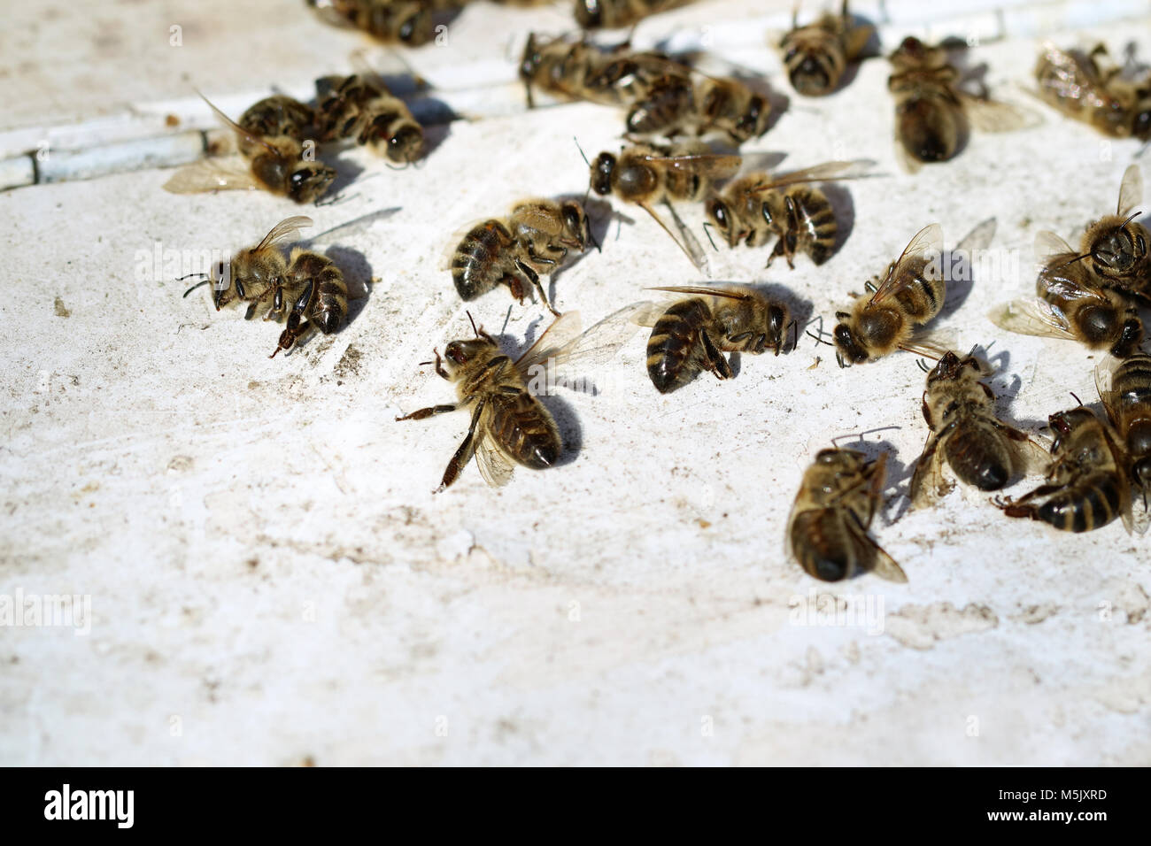 dead bees in front of beehive after winter with copy space Stock Photo