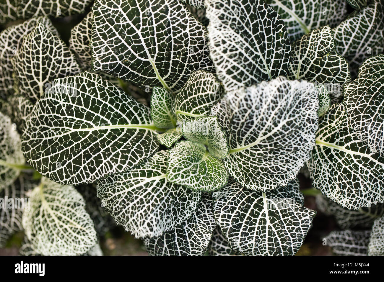 'White Star' Mosaic Plant, Silveråderblad (Fittonia albivenis) Stock Photo
