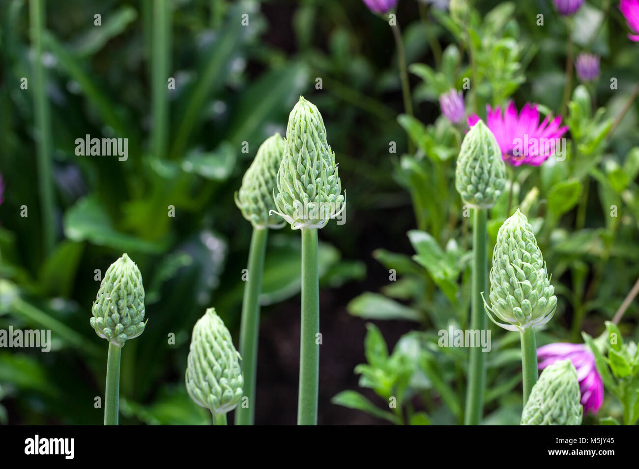 Forest Lily, Stor vinterraket (Veltheimia bracteata) Stock Photo