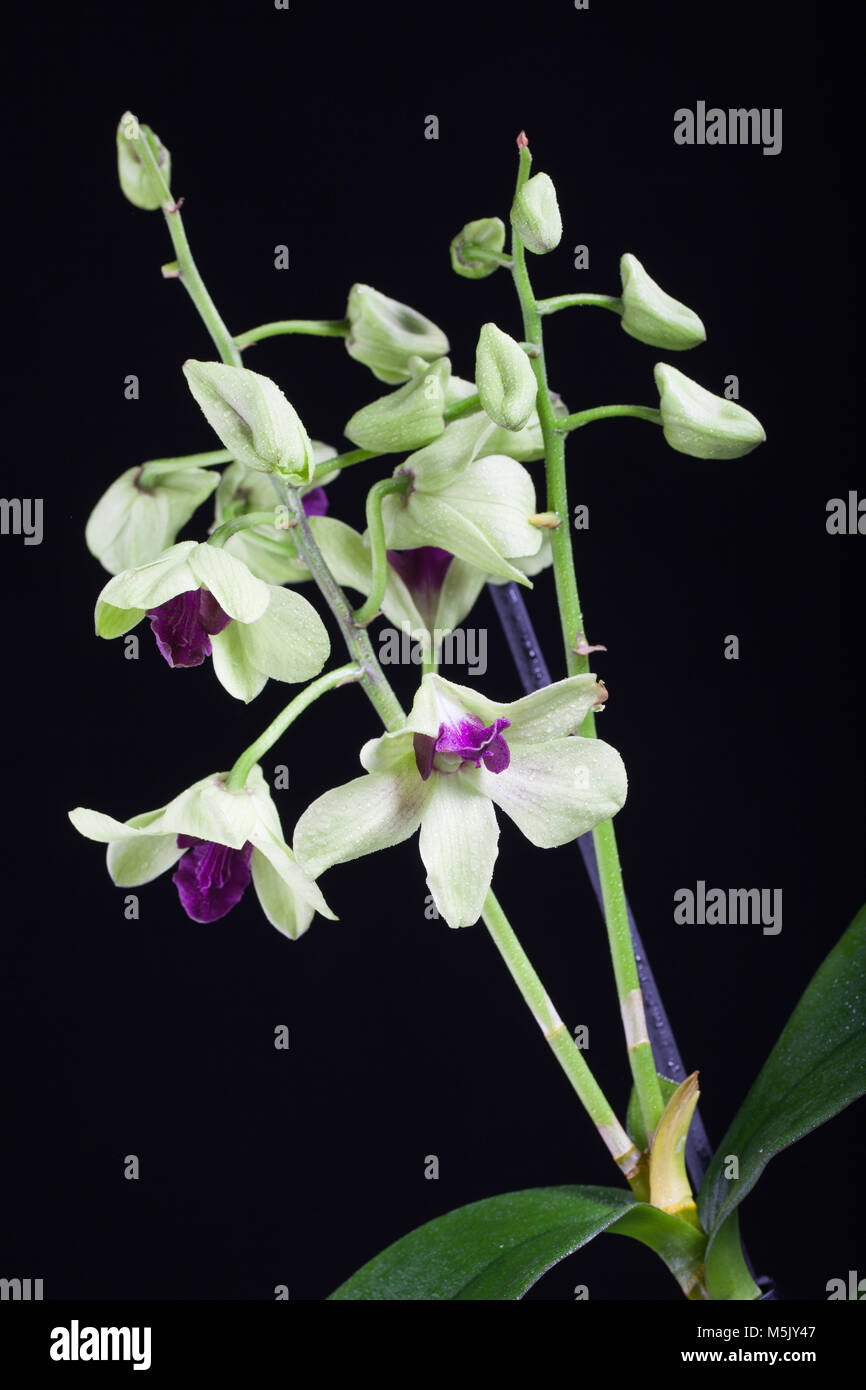 Orchid, Orkidé (Dendrobium) Stock Photo