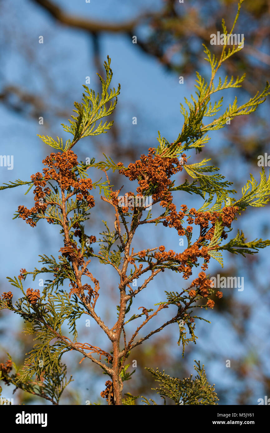 Sawara Cypress, Ärtcypress (Chamaecyparis pisifera) Stock Photo