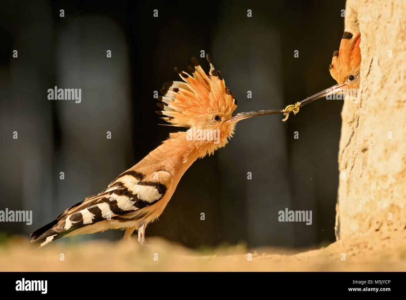 Eurasian Hoopoe - Upupa epops, beautiful orange bird from European forest. Stock Photo