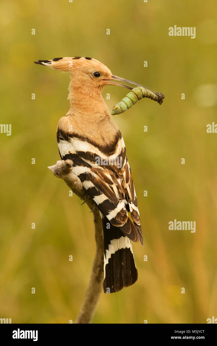 Eurasian Hoopoe - Upupa epops, beautiful orange bird from European forest. Stock Photo