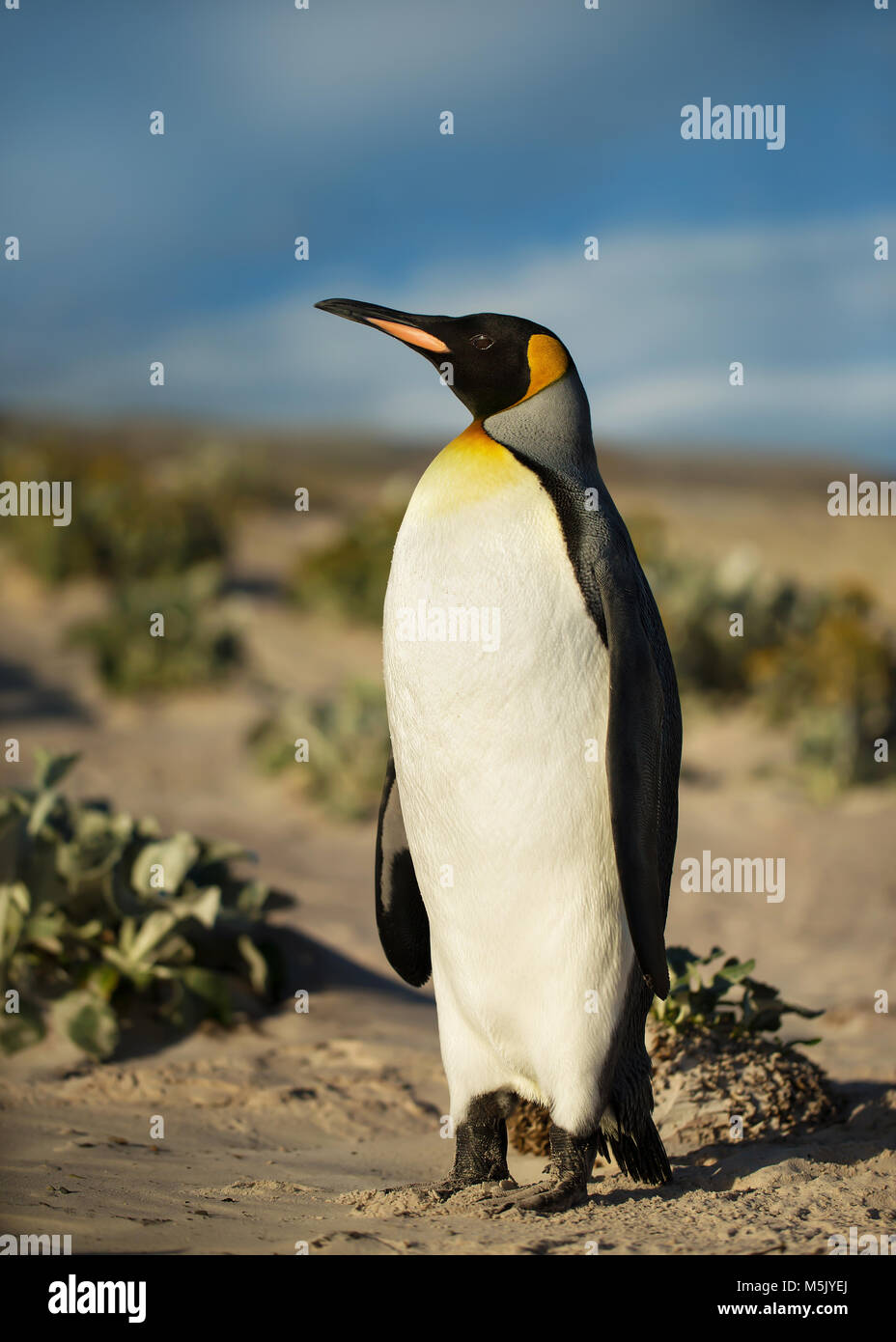 Close up of a King penguin on a sandy beach, summer in Falkland islands
