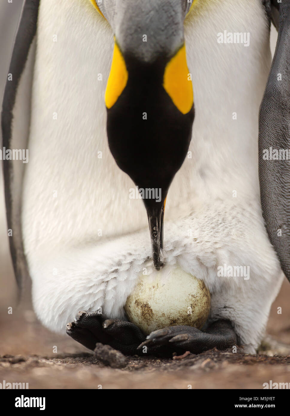 King penguin with an egg on feet waiting for it to hatch, Falkland islands. Stock Photo