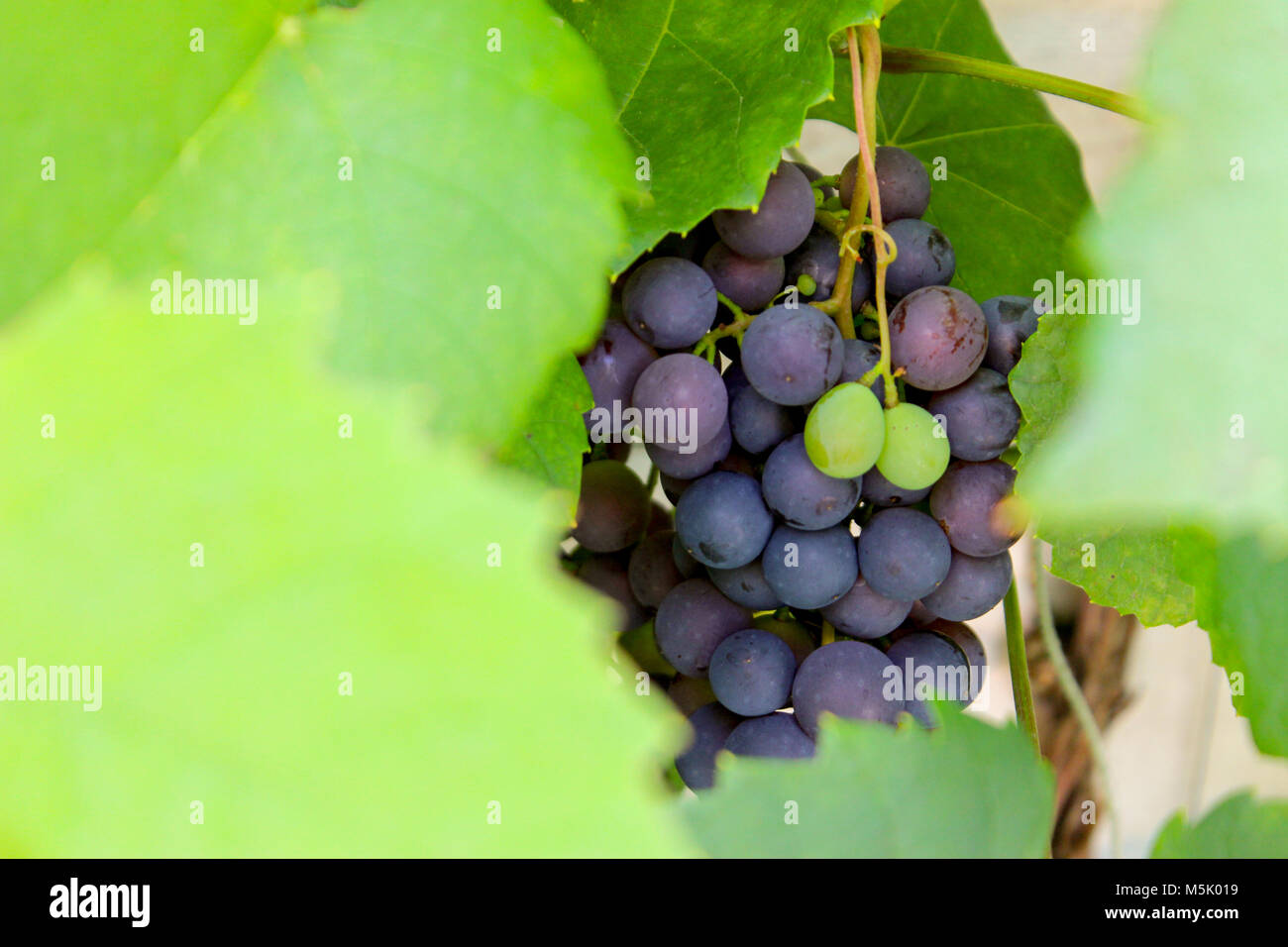 Roses are red violets are blue hires stock photography and images Alamy