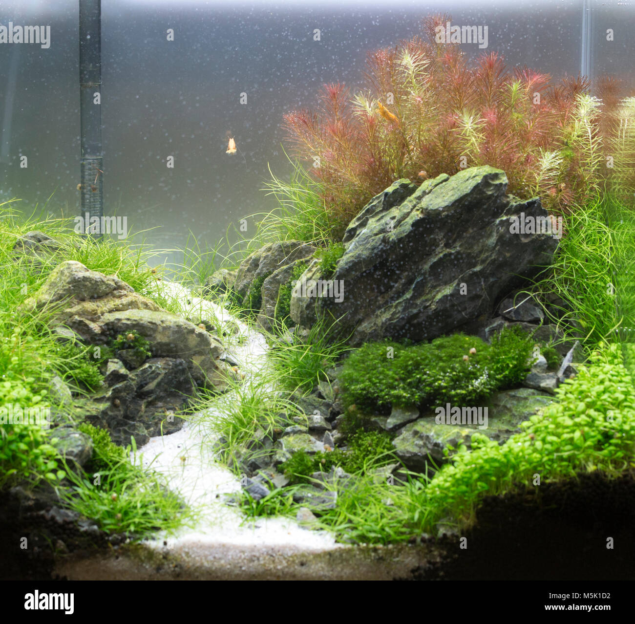 Beautiful tropical planted freshwater aquarium with shrimps Stock Photo