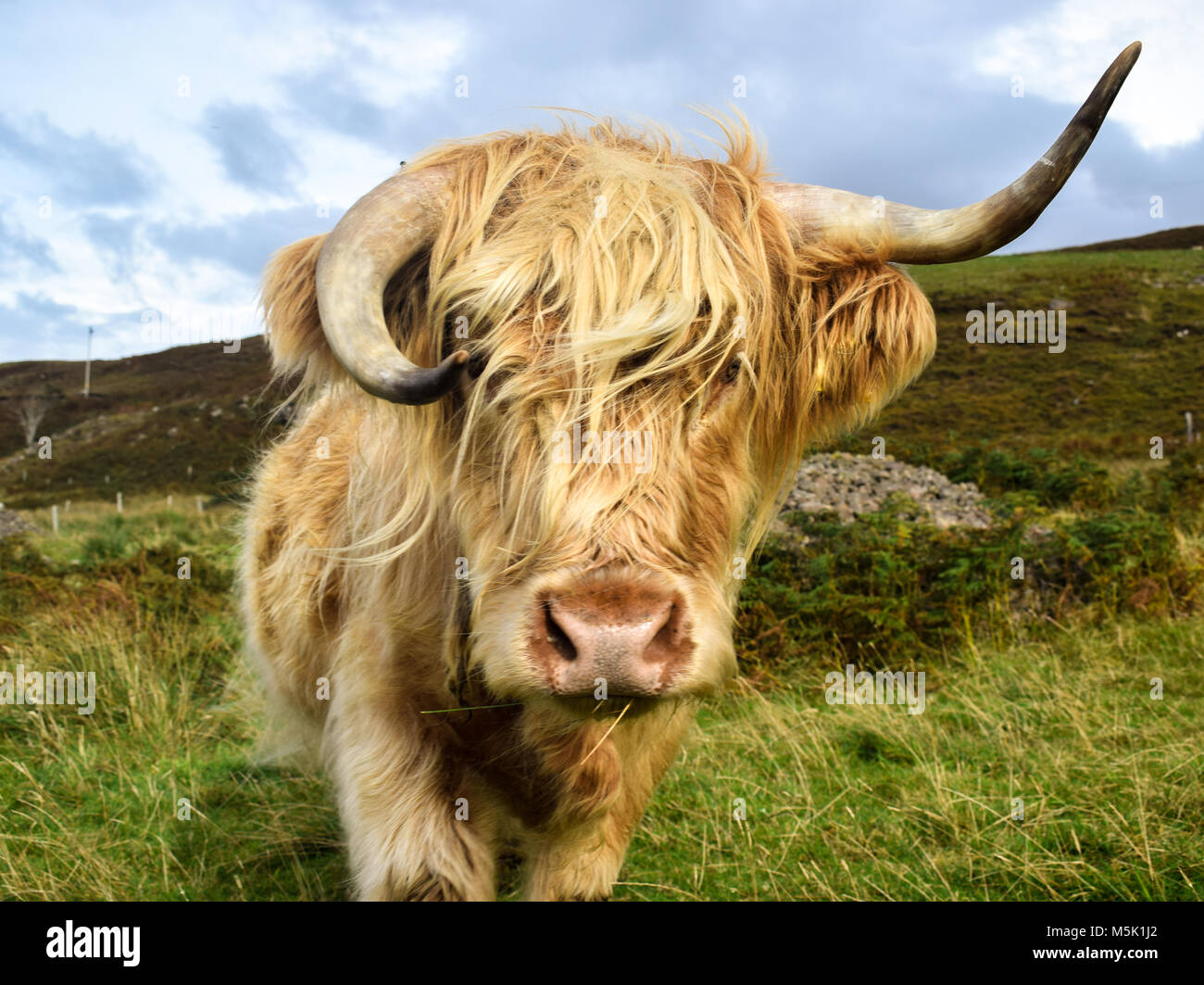 Highland Cow in Torridon Stock Photo