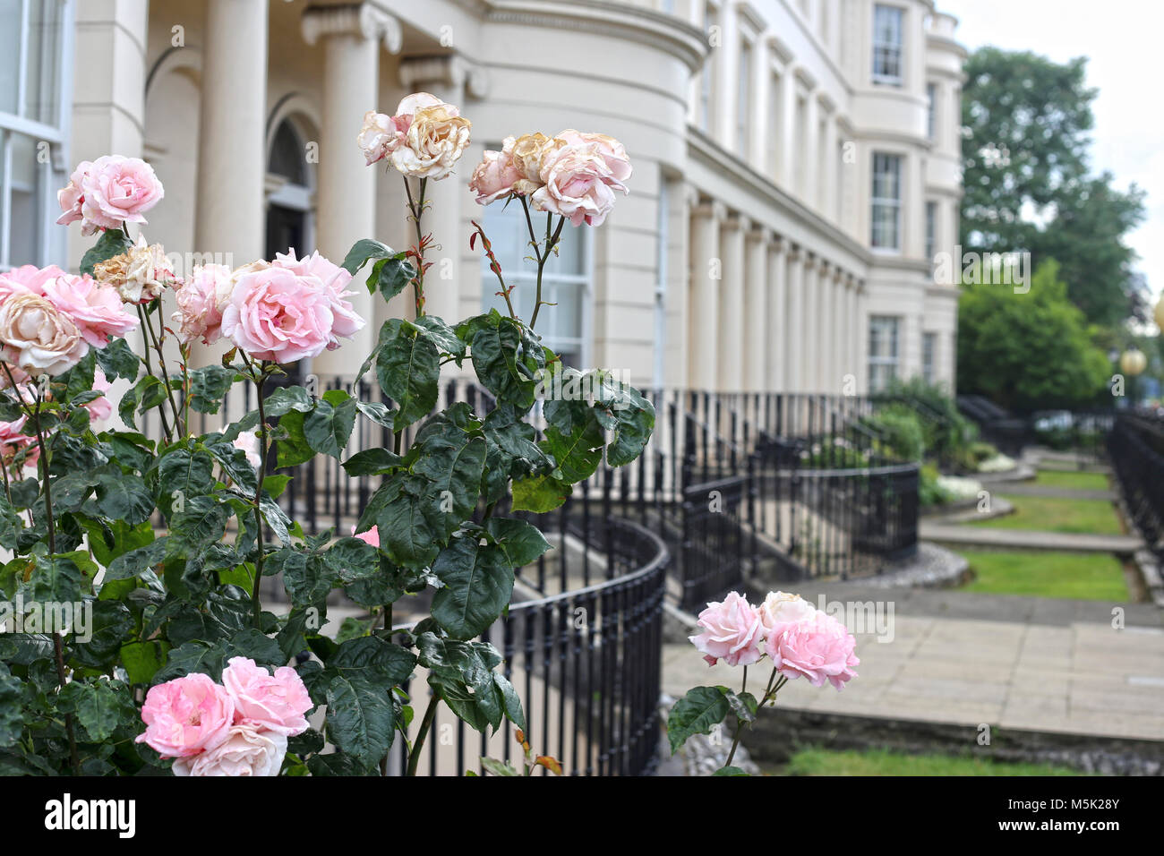 Pink rose bush growing outside of regency townhouses in London Stock Photo