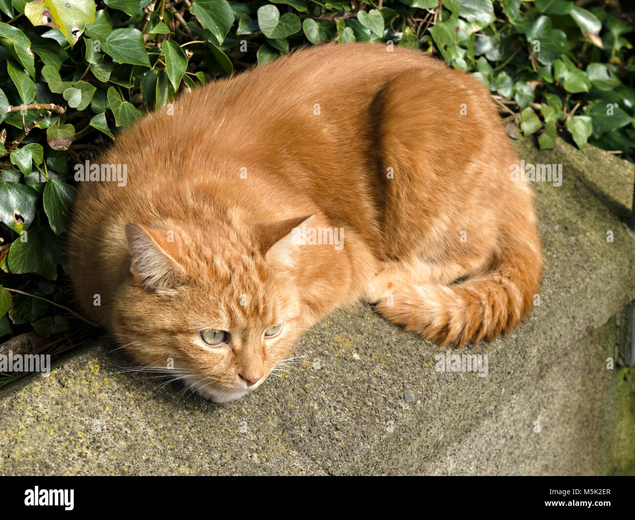 Domestic Ginger cat sunbathing on stone wall Stock Photo