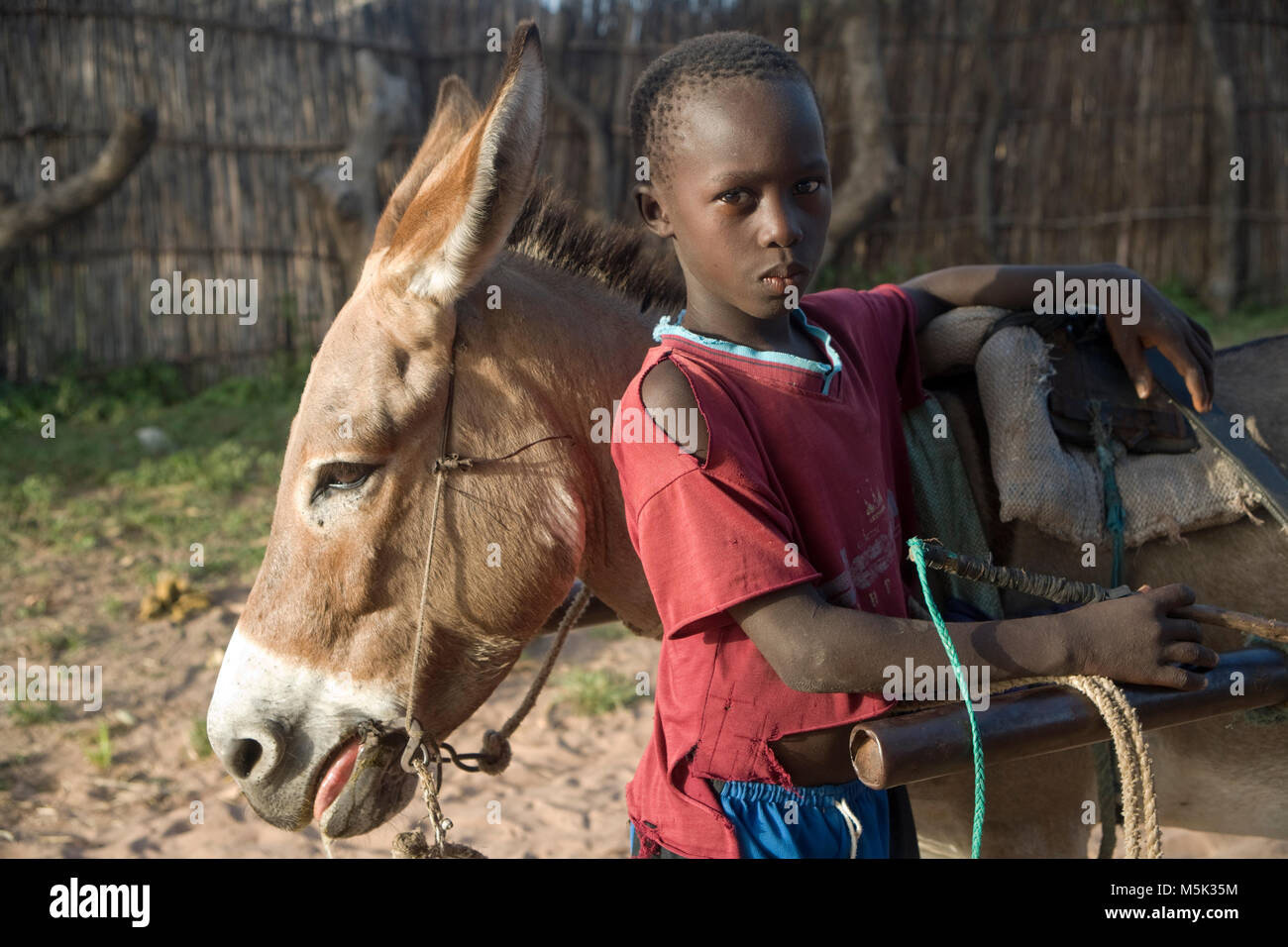 Senegalese boy poses with his donkey used for work Stock Photo