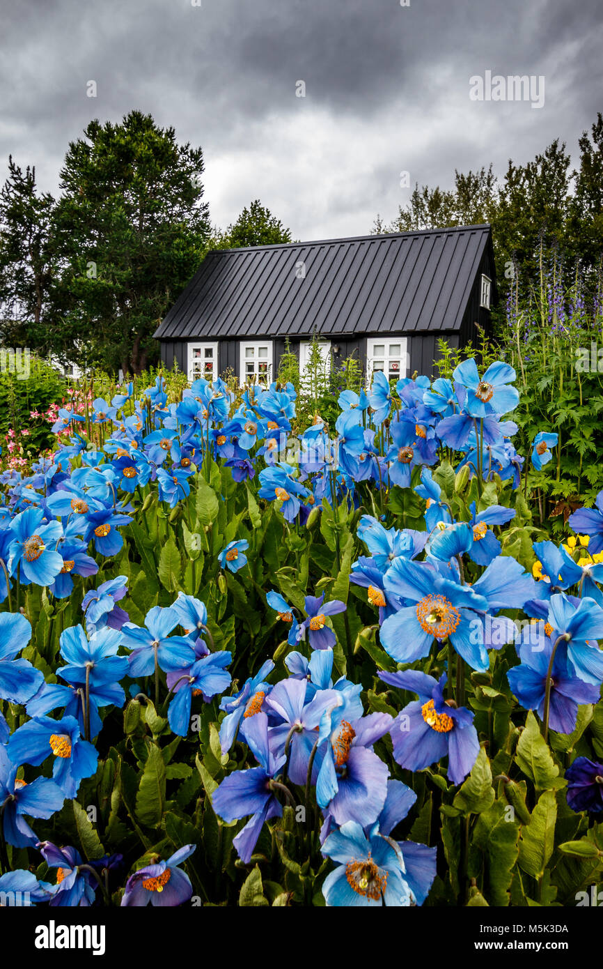 Black timber house surrounded by flowers in the Botanical Gardens of Akureyri, Iceland Stock Photo