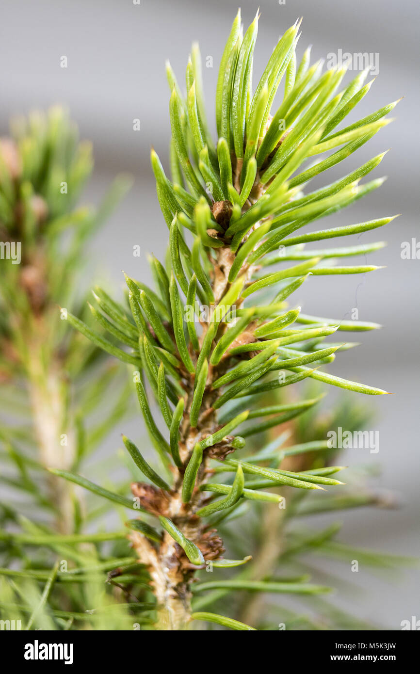 Close up small pine hi-res stock photography and images - Alamy