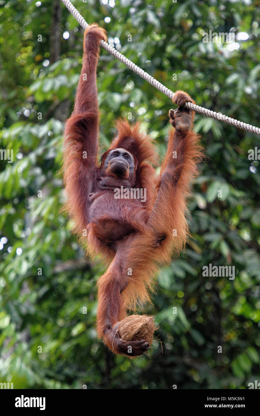 Orangutan at Semenggoh Nature Reserve, Kuching, Sarawak, Malaysia Stock  Photo - Alamy