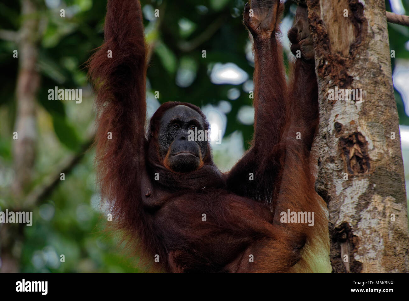 Bornean Orangutan at Semenggoh Nature Reserve, Kuching, Sarawak, Malaysia, island of Borneo Stock Photo