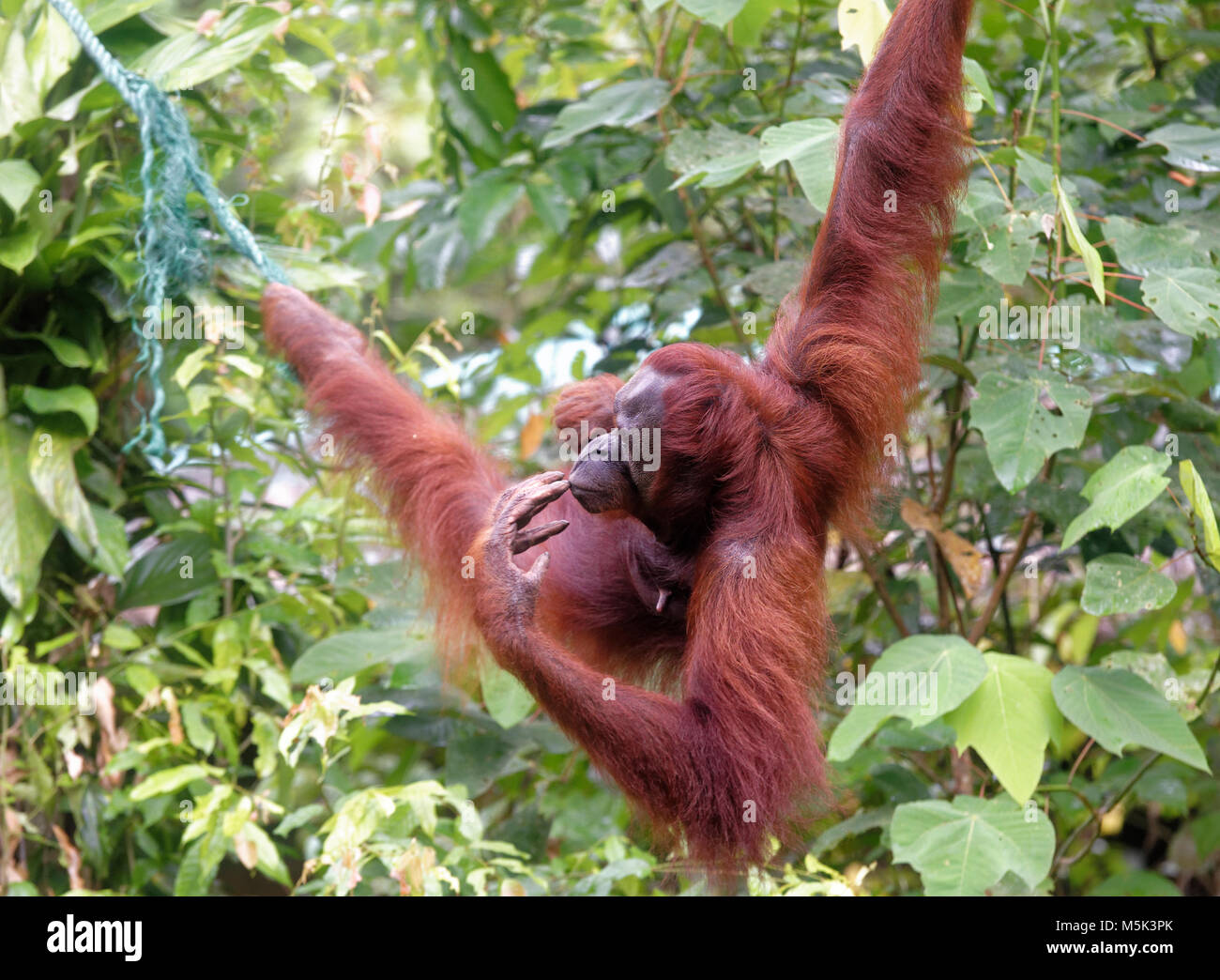 Orang utan semenggoh hires stock photography and images Alamy