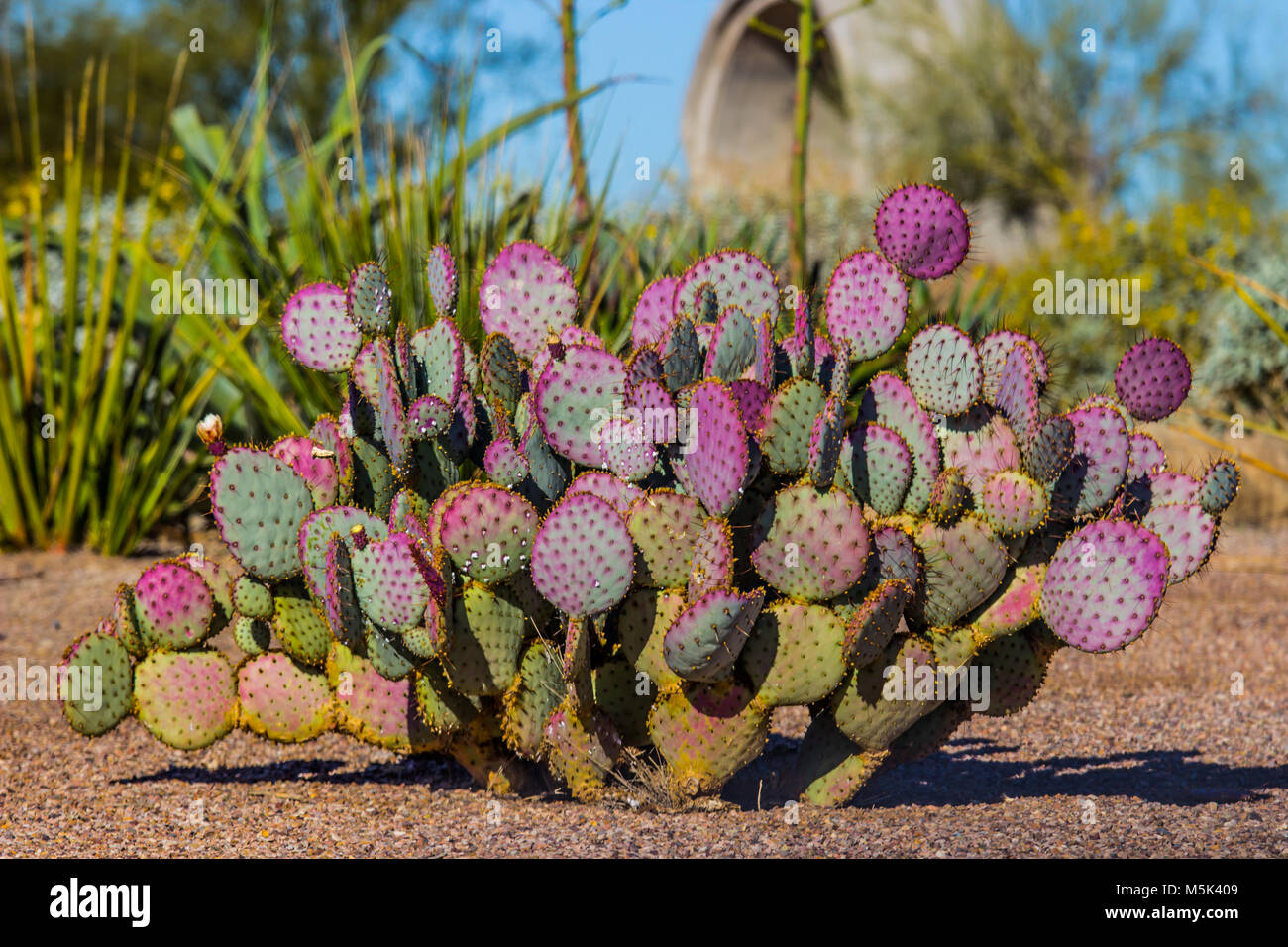 Purple Prickly Pear Cactus In Arizona Desert Stock Photo