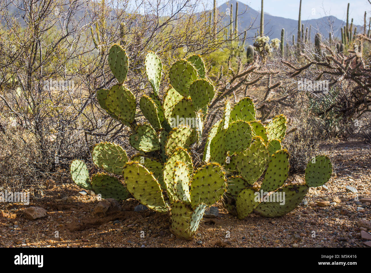 Prickly Pear Cactus With Flat "Ears" In Arizona Desert Stock Photo - Alamy