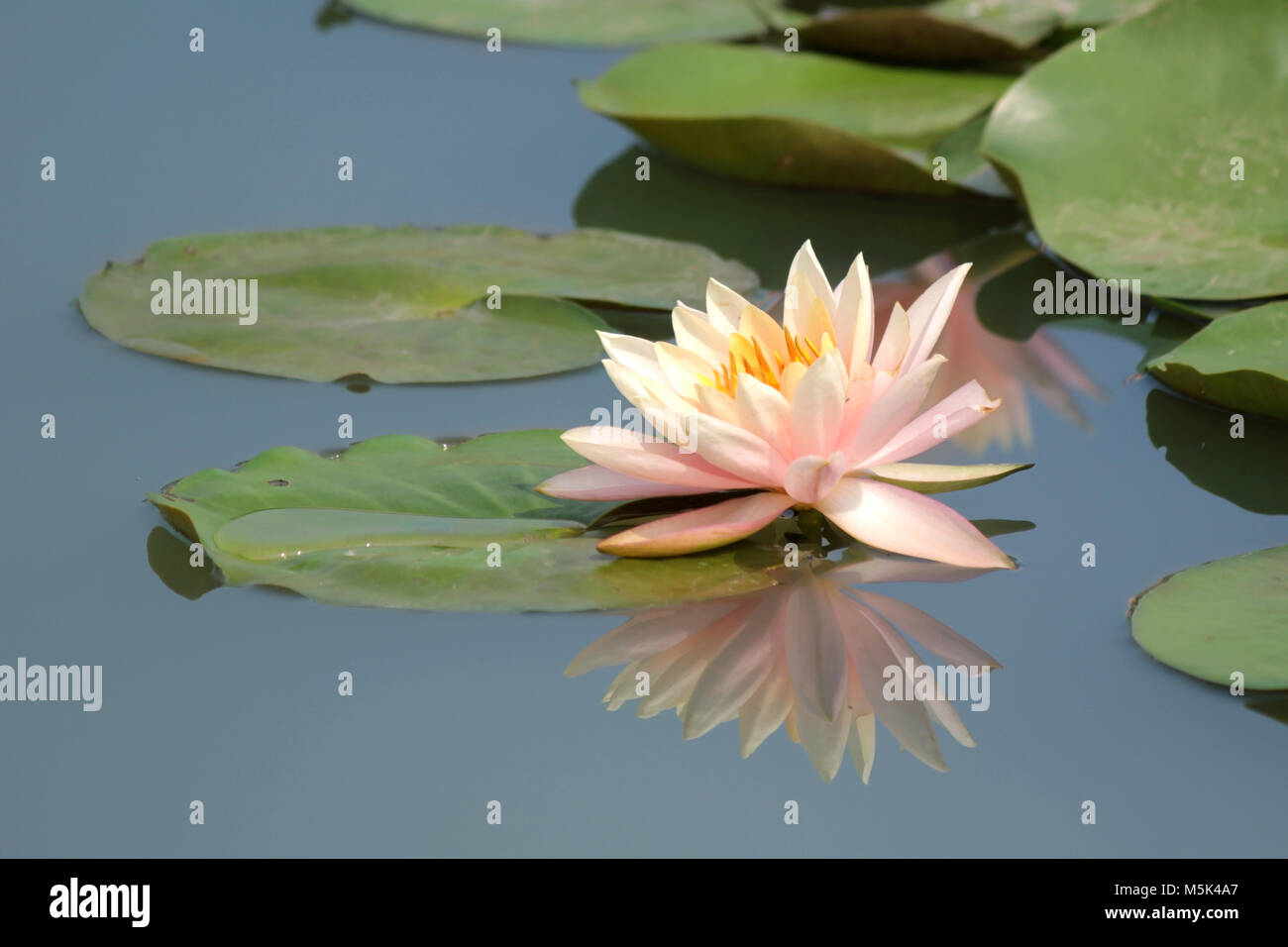 lotus flower, pink water lily in pond Stock Photo - Alamy