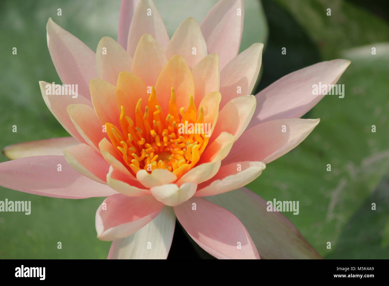 lotus flower, pink water lily in pond Stock Photo - Alamy
