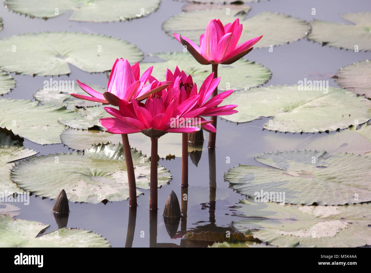 lotus flower, pink water lily in pond Stock Photo - Alamy