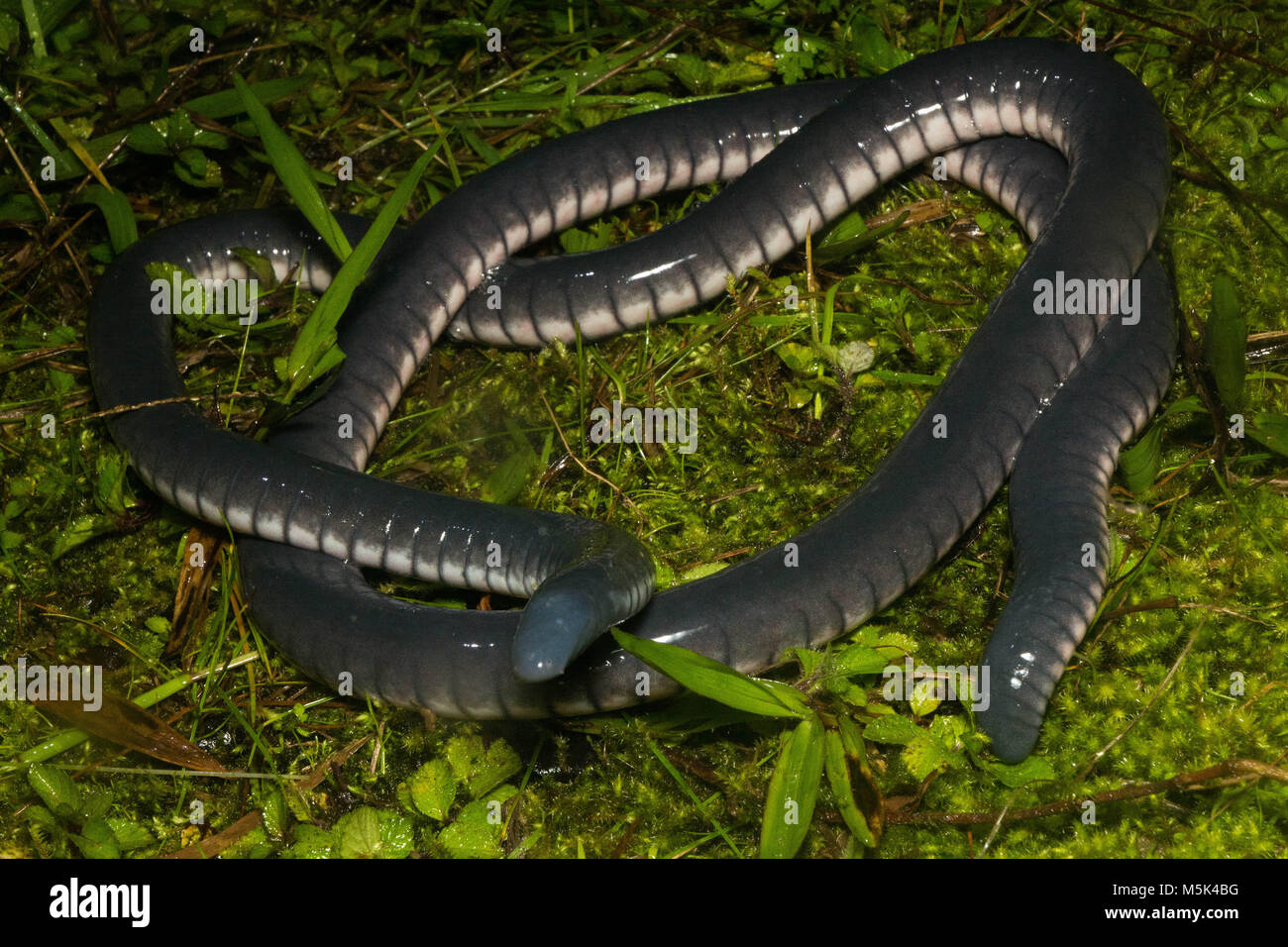 A rare type of amphibian, a caecilian, from Ecuador.  This is the Intac Caecilian (Caecilia pachynema). Stock Photo