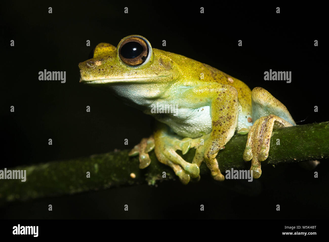 A tree frog (Hypsiboas sp) from Southern Ecuador. Stock Photo