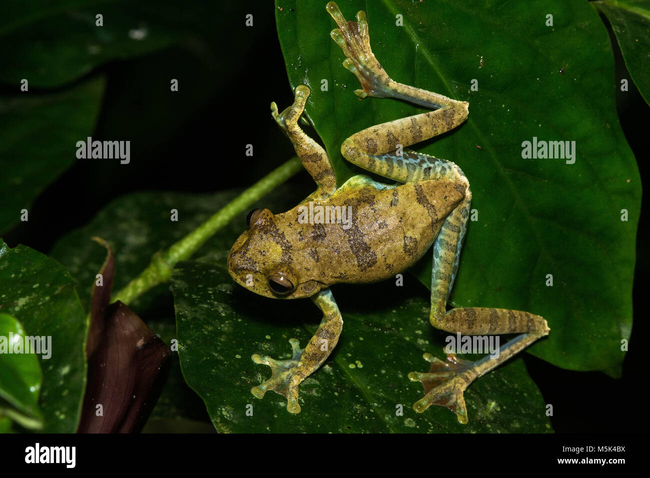 A tree frog (Hypsiboas sp) from Southern Ecuador. Stock Photo