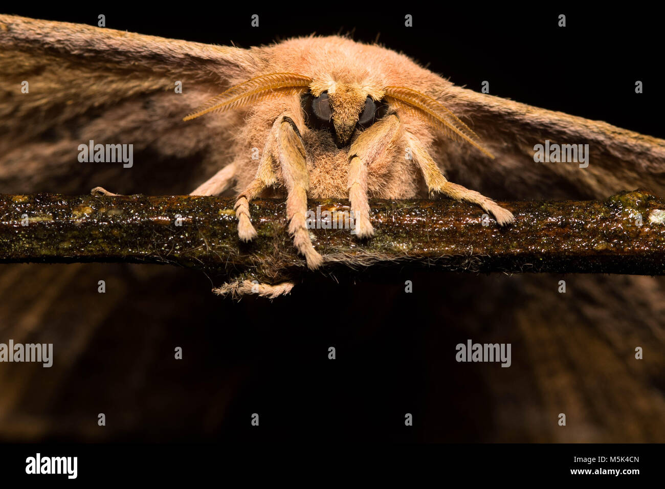 A portrait of a moth sitting on a stick in the Andean foothills in Southern Ecuador. Stock Photo