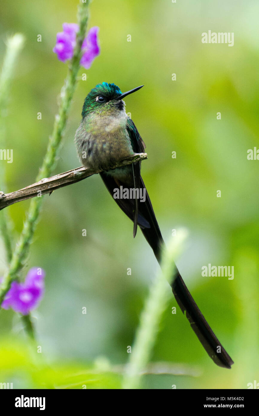A violet-tailed sylph from Buenaventura Reserve. Stock Photo