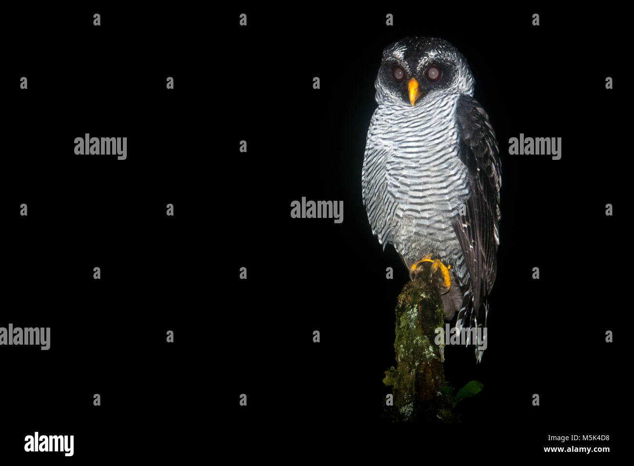 A black-and-white owl (Strix nigrolineata) from Southern Ecuador. Stock Photo