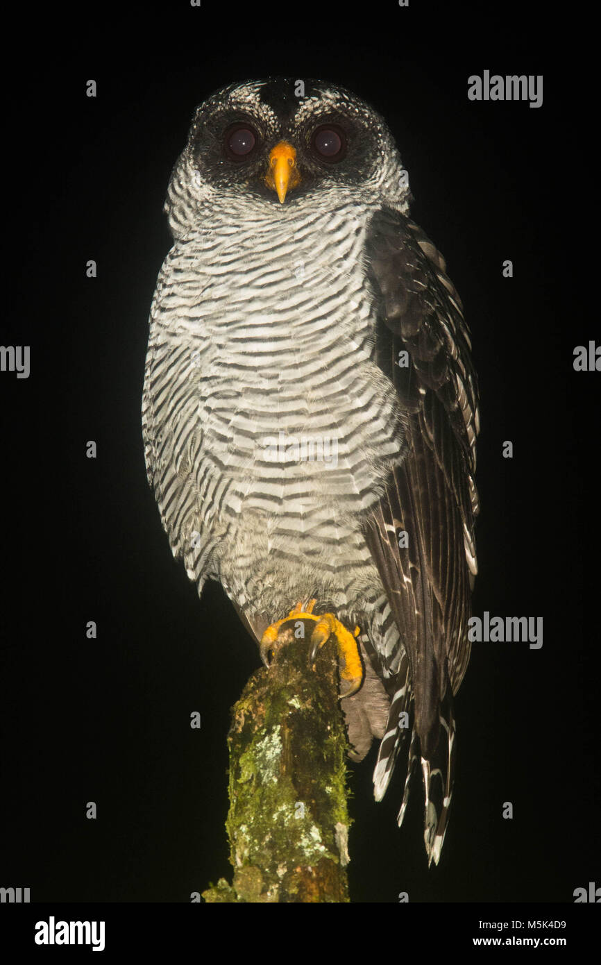 A black-and-white owl (Strix nigrolineata) from Southern Ecuador. Stock Photo