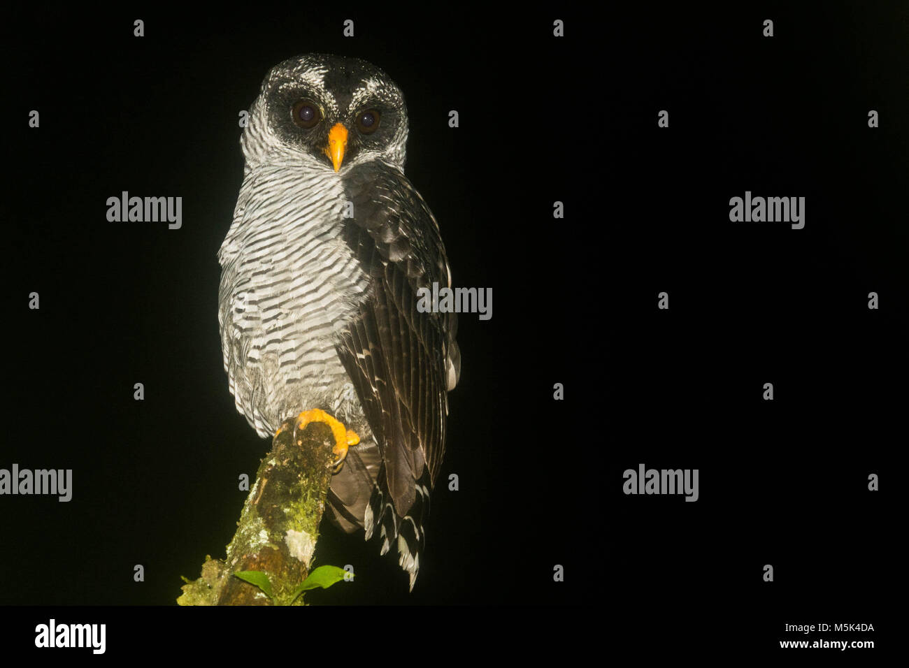 A black-and-white owl (Strix nigrolineata) from Southern Ecuador. Stock Photo