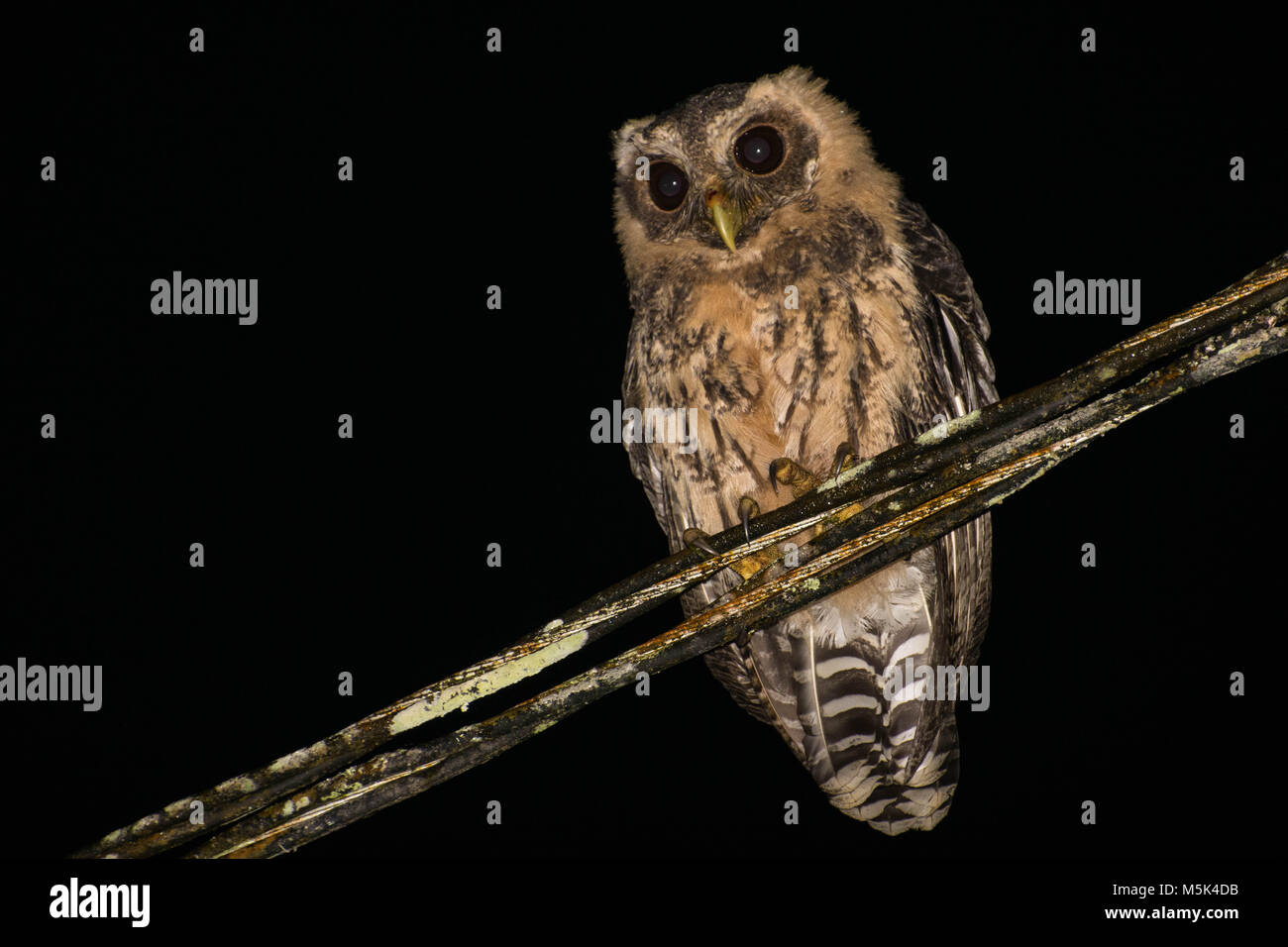 A young mottled owl, this one still has some growing left to do as evidenced by its downy feathers. Stock Photo