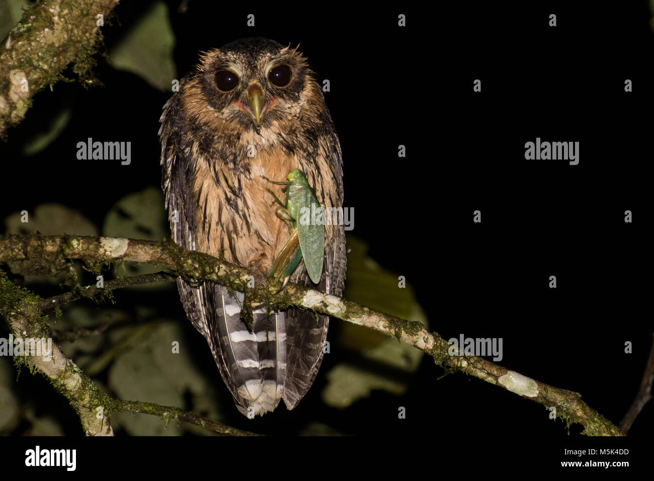 A young mottled owl (Strix virgata) with its prey, in this case a big katydid. Stock Photo