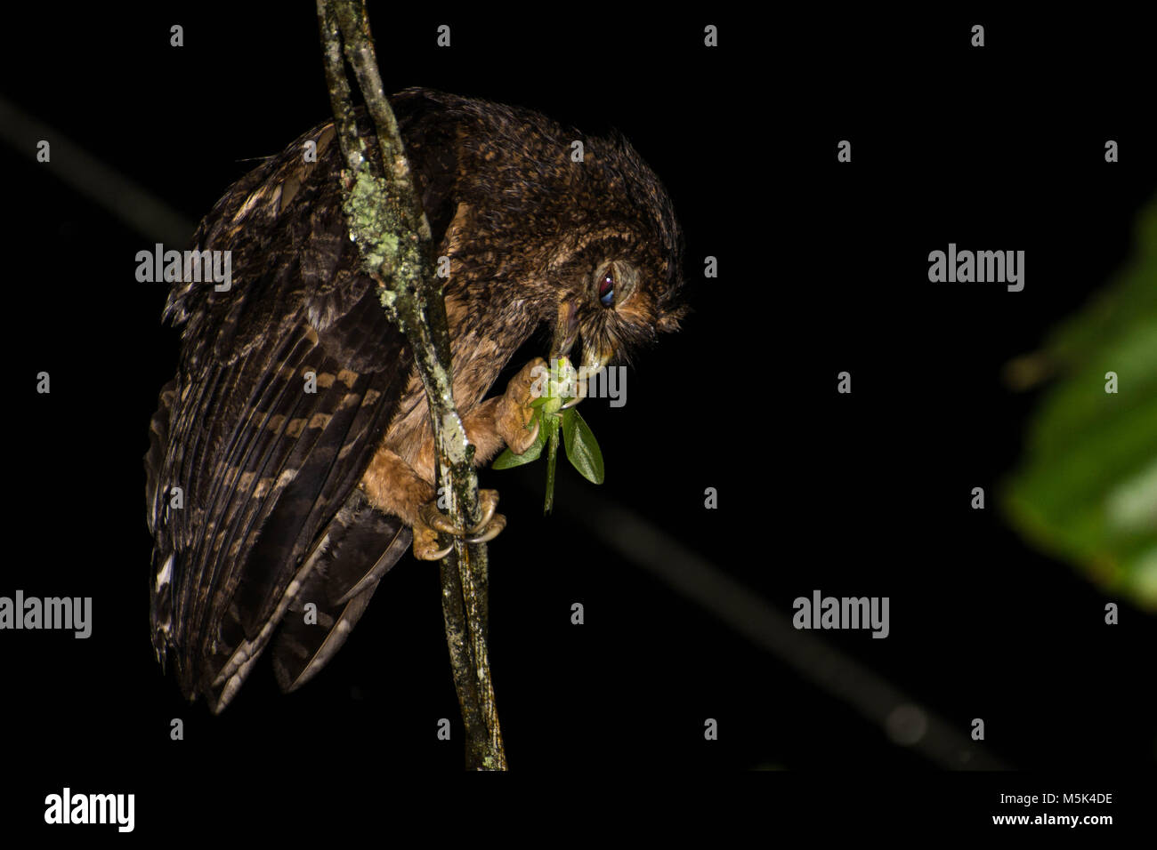 A young mottled owl (Strix virgata) with its prey, in this case a big katydid. Stock Photo